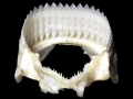 Cookie-Cutter Shark