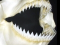 Cookie-Cutter Shark