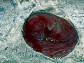 Cookie-Cutter Shark