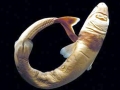 Cookie-Cutter Shark