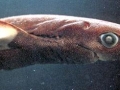 Cookie-Cutter Shark