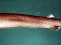 Cookie-Cutter Shark