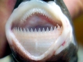 Cookie-Cutter Shark