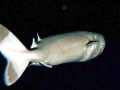 Cookie-Cutter Shark