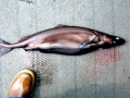 Cookie-Cutter Shark