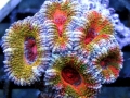 Coral Reef