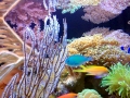 Coral Reef