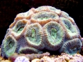 Coral Reef
