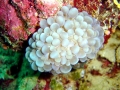 Coral Reef