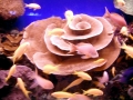 Coral Reef