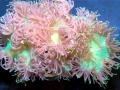 Coral Reef