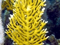 Coral Reef