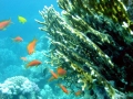 Coral Reef
