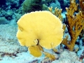 Coral Reef