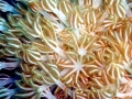 Coral Reef
