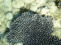Coral Reef