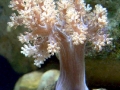 Coral Reef