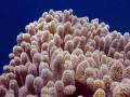 Coral Reef
