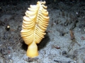 Coral Reef