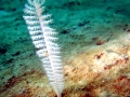 Coral Reef