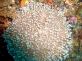Coral Reef