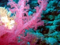 Coral Reef