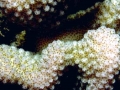 Coral Reef