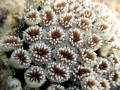 Coral Reef