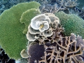 Coral Reef