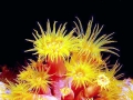 Coral Reef