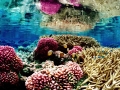 Coral Reef