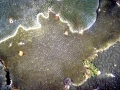 Coral Reef