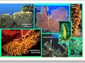 Coral Reef