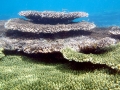 Coral Reef