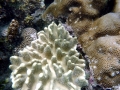 Coral Reef