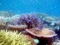 Coral Reef