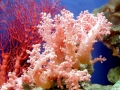 Coral Reef