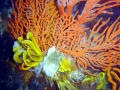 Coral Reef