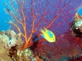 Coral Reef
