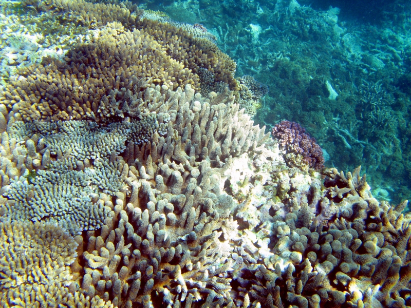 Coral Reef