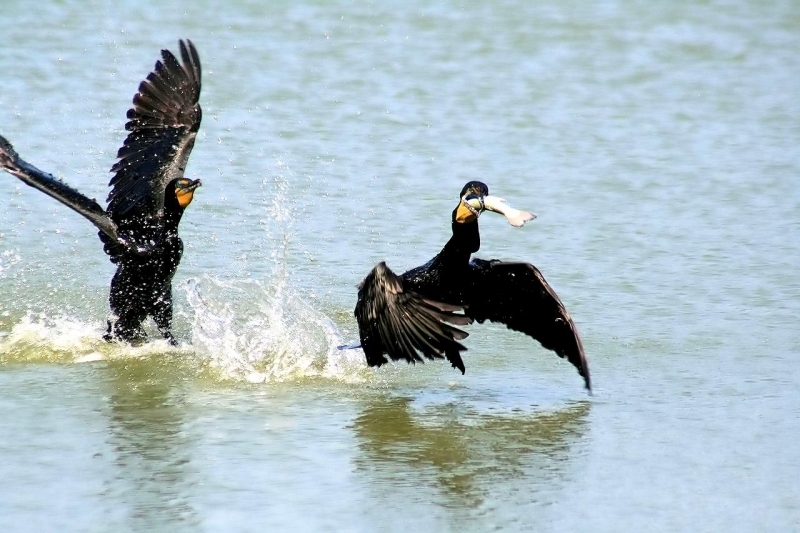Cormorant