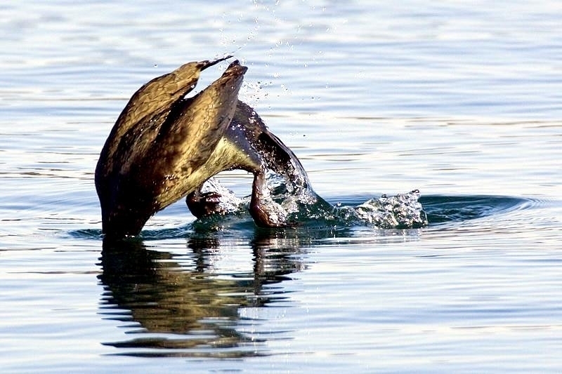 Cormorant