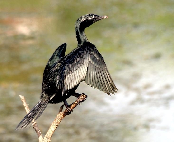 Cormorant