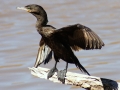 Cormorant