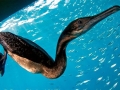 Cormorant