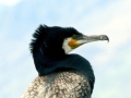 Cormorant