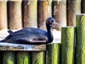 Cormorant
