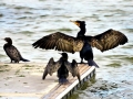 Cormorant