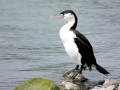 Cormorant