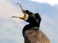 Cormorant